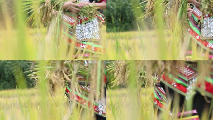云南玉溪少数民族花腰傣女生抱着稻子
