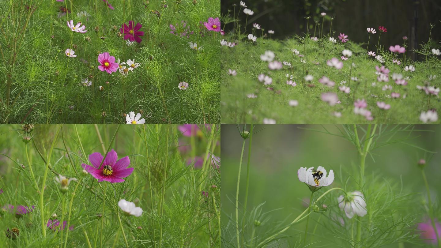 格桑花