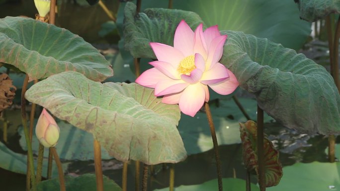 （原创实拍）荷花夏荷