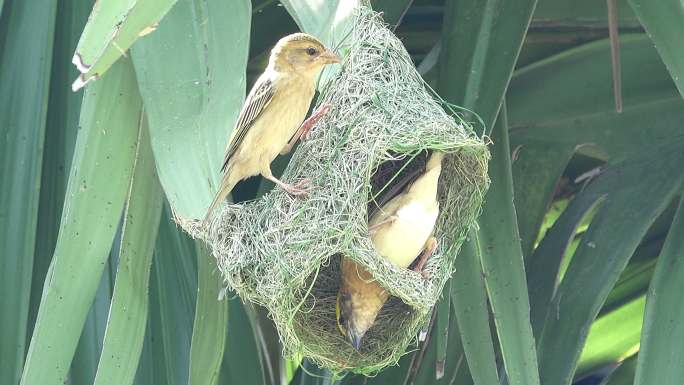 筑巢的小鸟自然棕榈树动物家庭