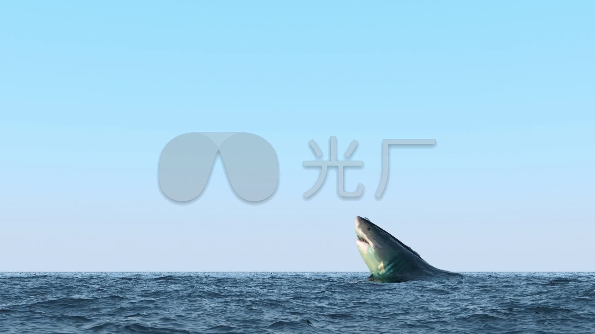鲸鲨高清摄影大图-千库网