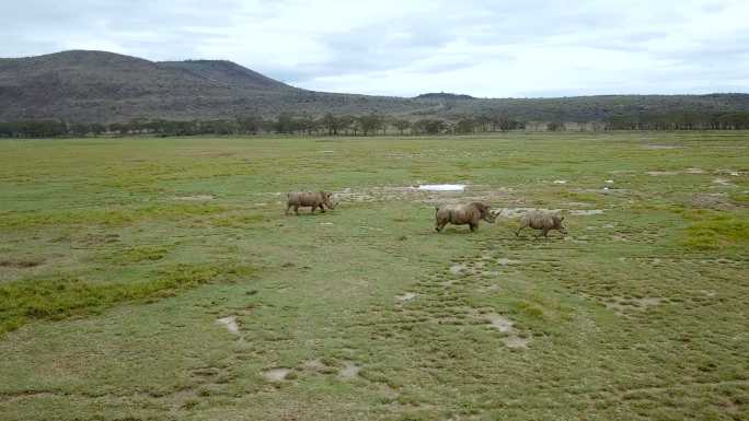 野生犀牛鸟瞰图视频素材风光特写近景绿色