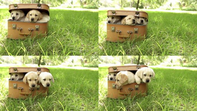 手提箱里的拉布拉多小狗