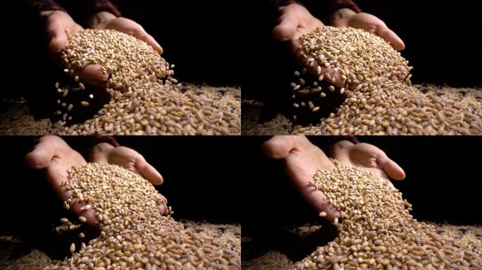 大麦洒在粗麻布上手捧小麦酿酒行业粮食丰收