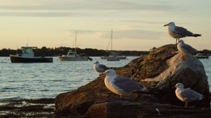 日海鸥坐在缅因州波特兰附近海岸的岩石上