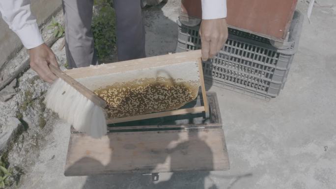不同方式取蜂蜜传统养蜂人五倍子花