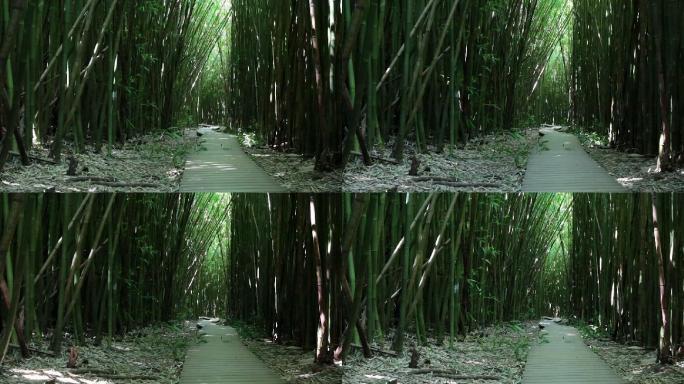 夏威夷毛伊岛的神奇竹林