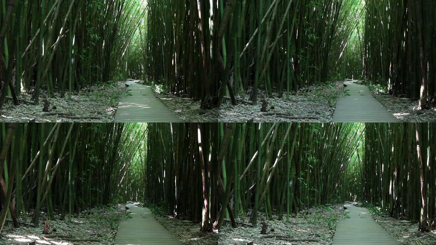 夏威夷毛伊岛的神奇竹林