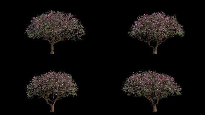 三维树桃树开花循环旋转1