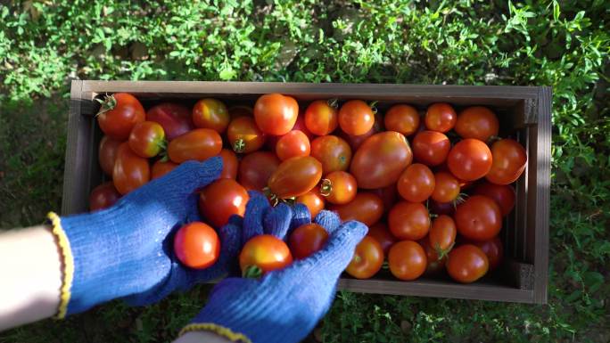 满满的西红柿收获
