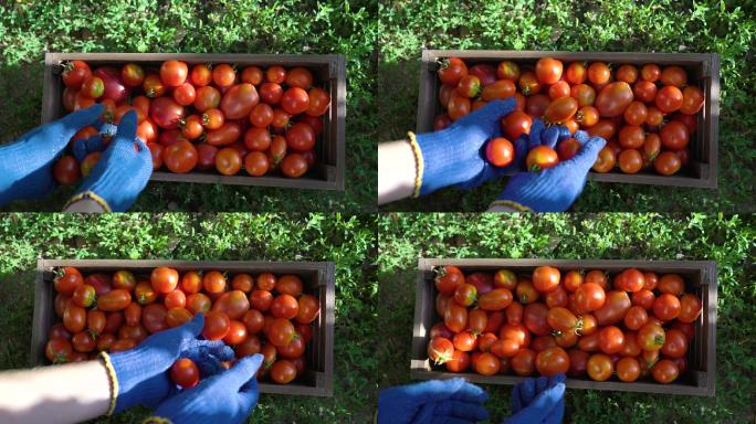 满满的西红柿收获