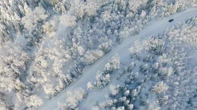 在寒冷的冬天白茫茫的森林中开车上路