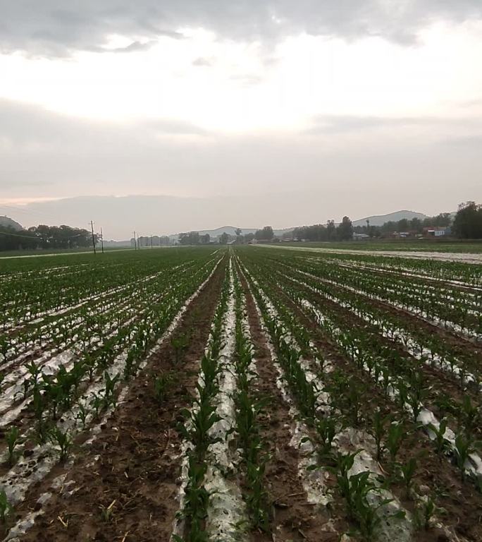 竖版农业玉米覆膜庄稼种植雨季