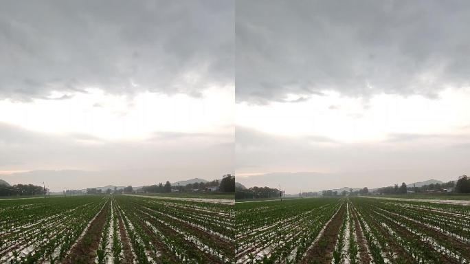 竖版农业玉米覆膜庄稼种植雨季