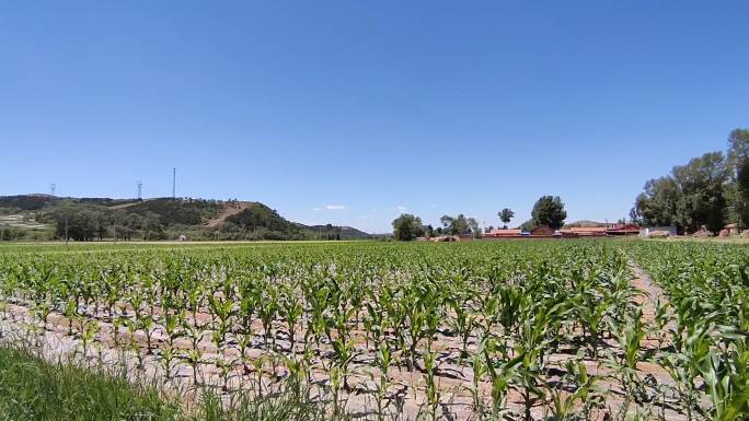 农业玉米覆膜庄稼种植蓝天白云