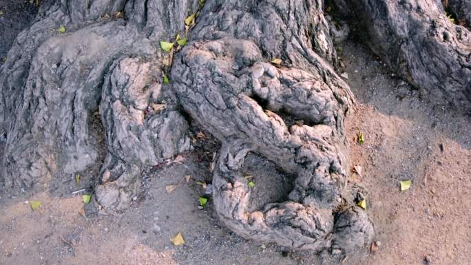 500年古银杏树写实