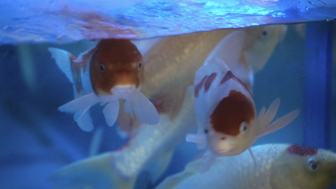 4K水族馆鱼缸鱼儿游动唯美空镜