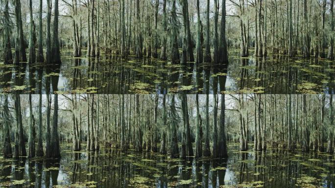 沼泽中漂浮着苔藓和鼠尾草覆盖的柏树