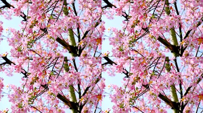 春天广州盛开的灿烂的巴西木棉的特写