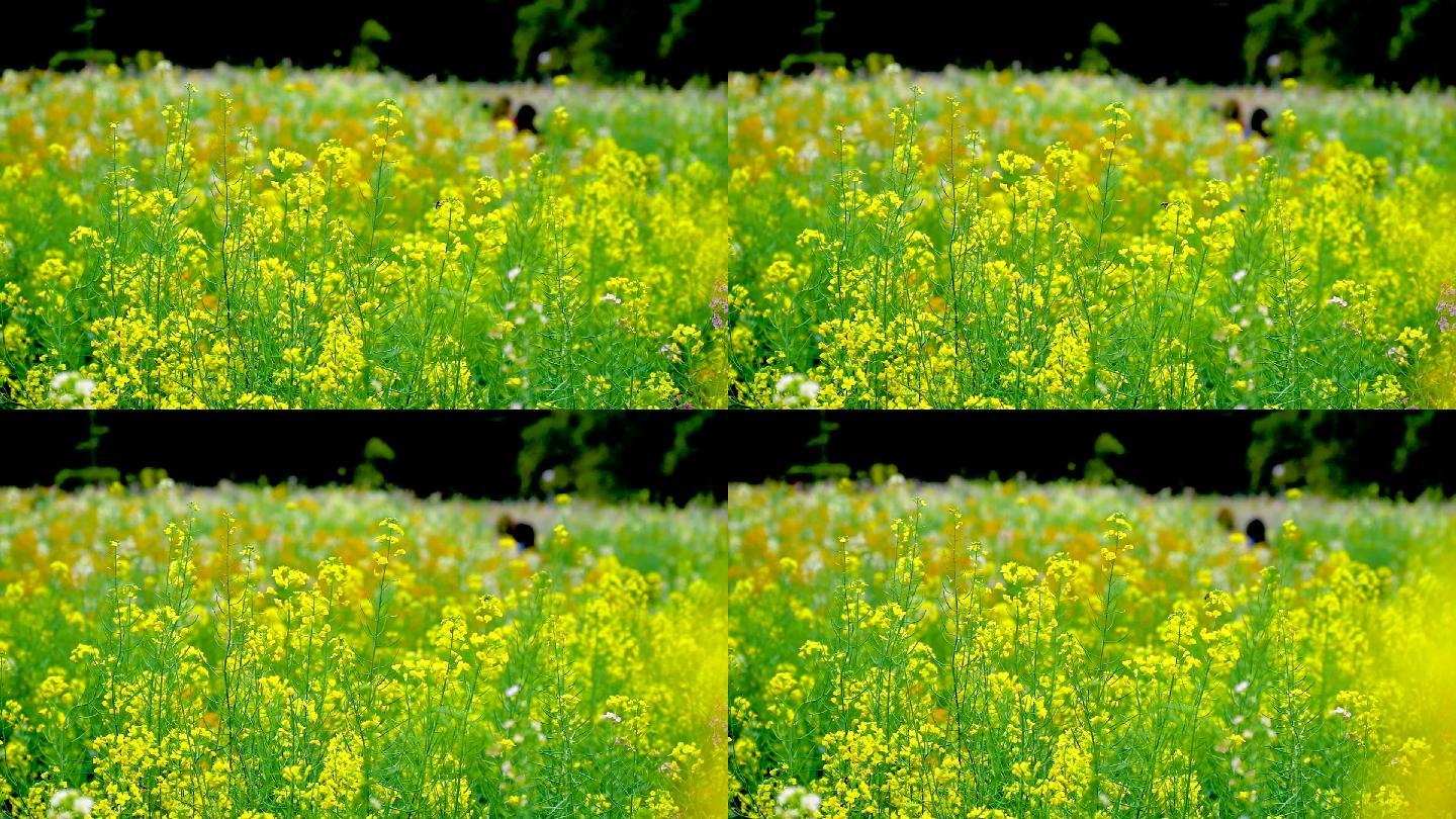 春天的五彩油菜花田和飞舞的蜜蜂