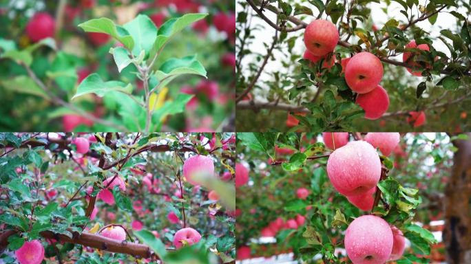 苹果苹果树苹果园摘苹果
