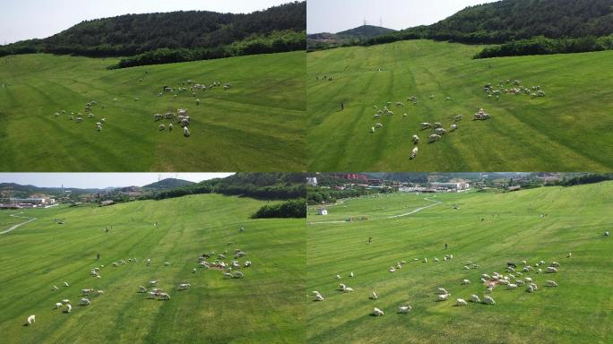 大连风光三寰牧场高清航拍