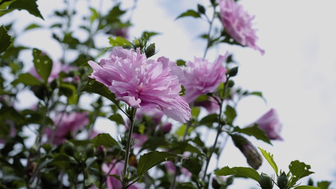 木槿花开花