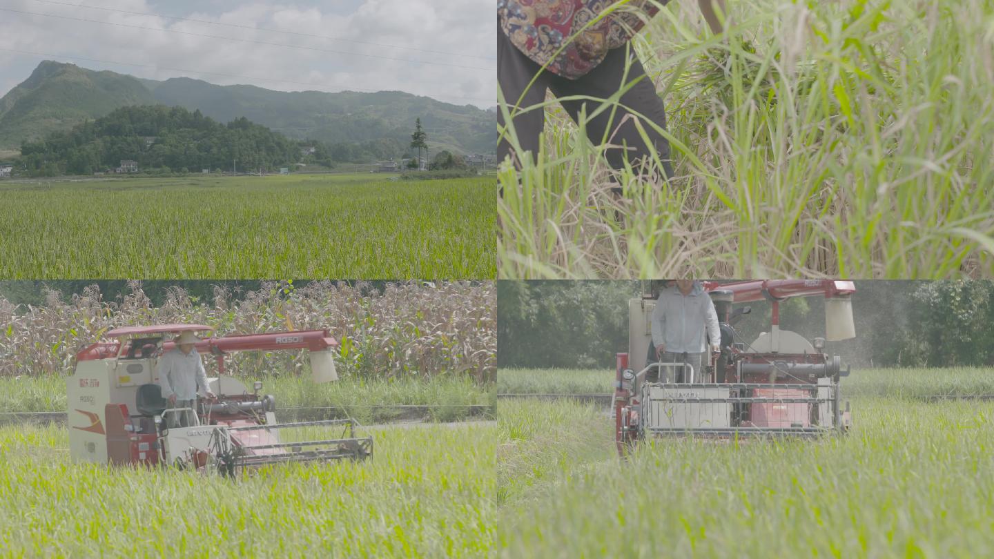 人工机器收割水稻丰收