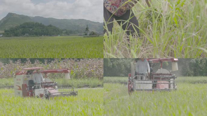 人工机器收割水稻丰收