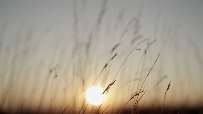 夕阳中随风摇曳的芦苇剪影