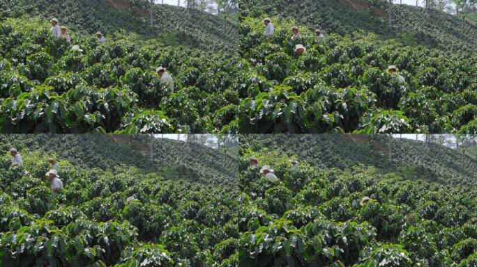 收集咖啡豆的农民小组