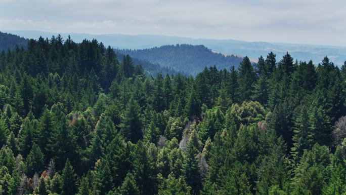 旧金山半岛上的大片森林——无人机拍摄