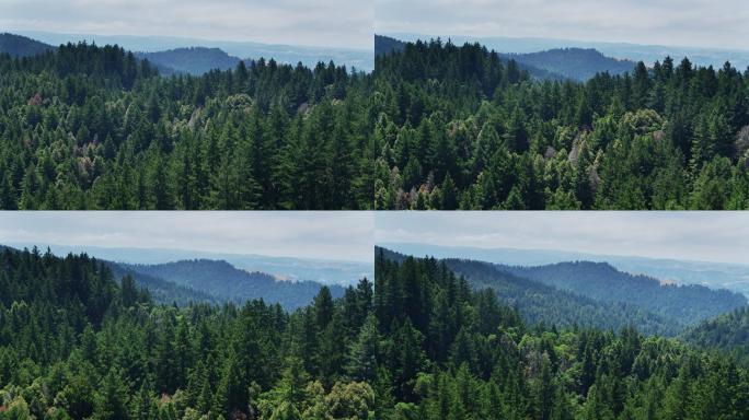 旧金山半岛上的大片森林——无人机拍摄