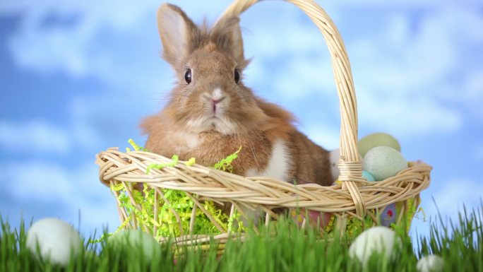 兔子坐在草地上的篮子里