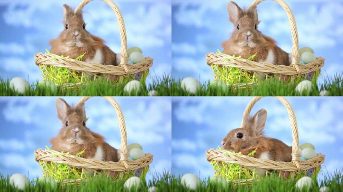 兔子坐在草地上的篮子里