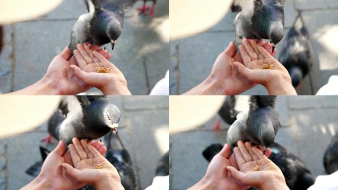 游客用手喂鸽子