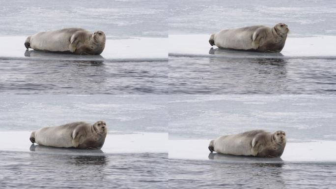 浮冰上休息的海豹海洋动物哺乳动物海豹上岸
