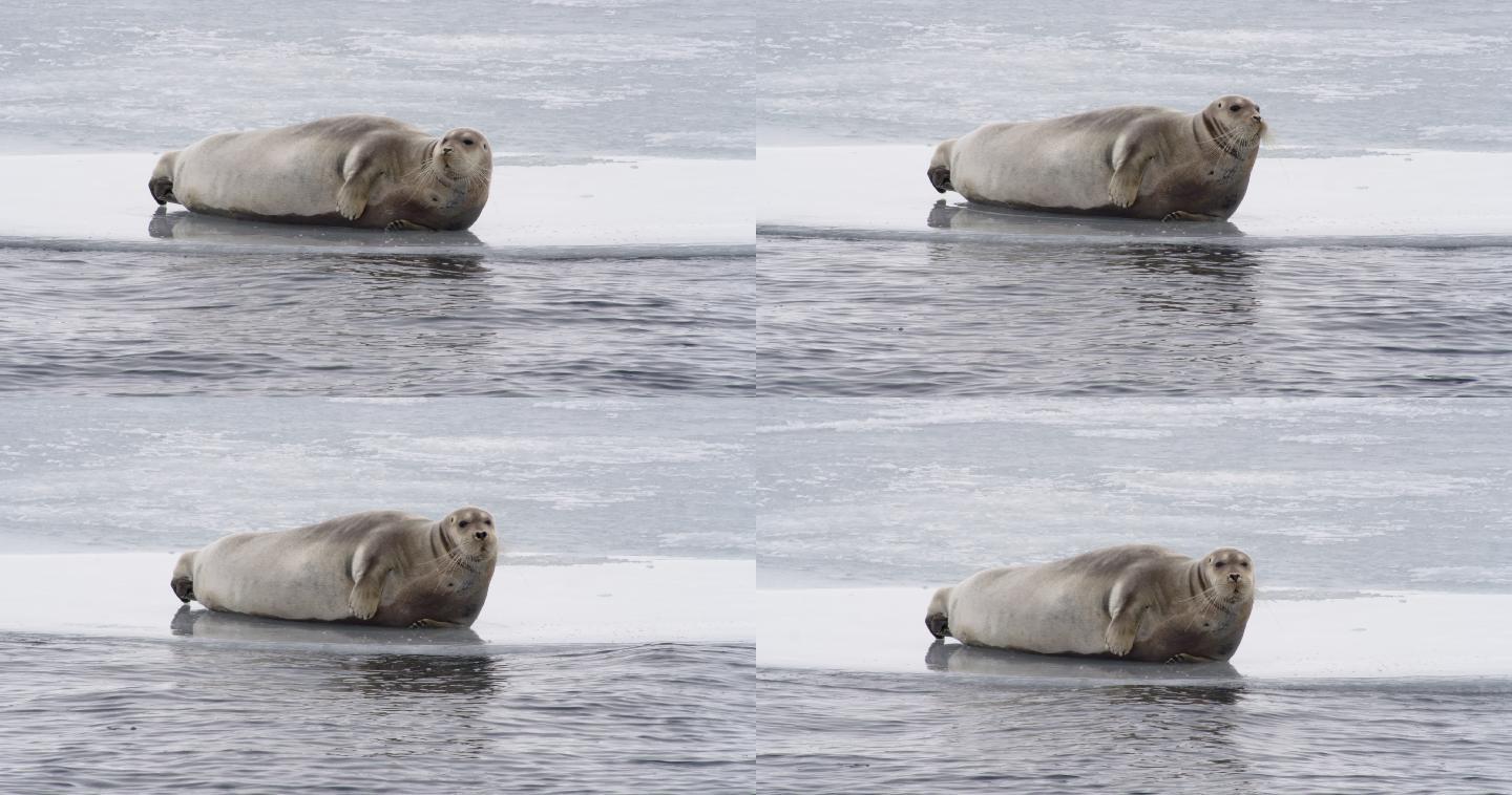 浮冰上休息的海豹海洋动物哺乳动物海豹上岸