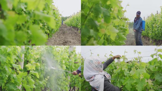 农民打理葡萄园