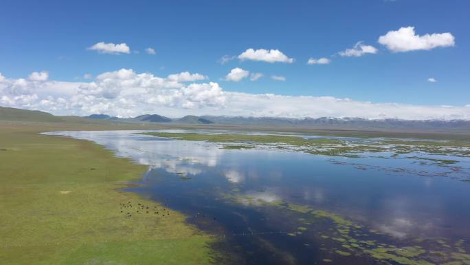 甘南，尕海湖，航拍