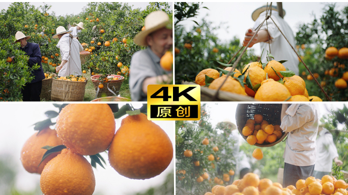 柑橘橙子果园水果农民丰收乡村乡村振兴农业