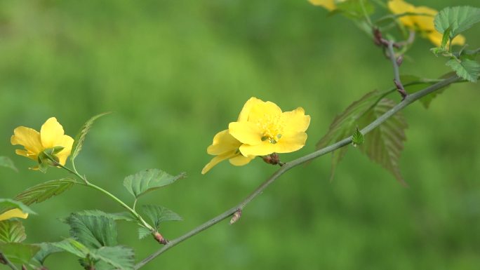 风中摇曳的花朵