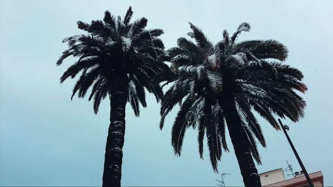 雪下的棕榈树