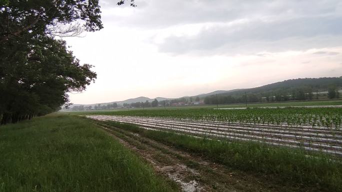 农业玉米覆膜庄稼种植雨季