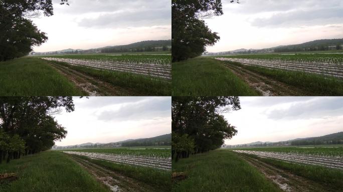 农业玉米覆膜庄稼种植雨季