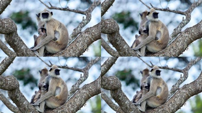 灰叶猴物种种类动物园生存繁殖