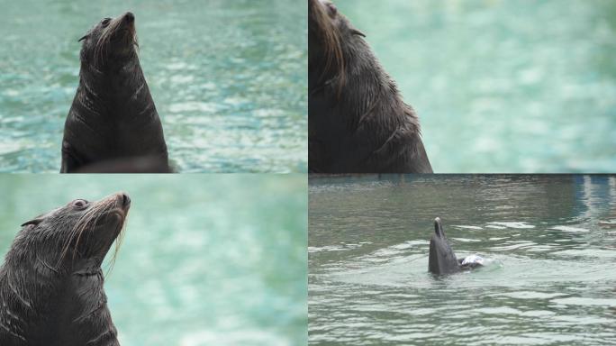海洋馆海狮海豚表演