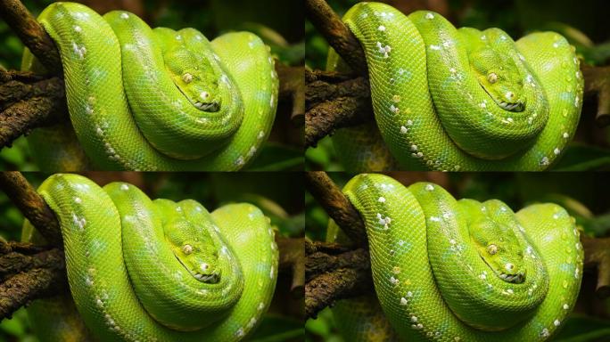 绿树蟒蛇侧面肖像特写