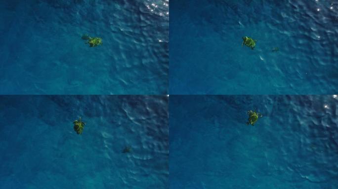 在海面下游泳的大绿海龟