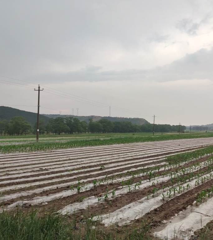 竖版农业玉米覆膜庄稼种植雨季